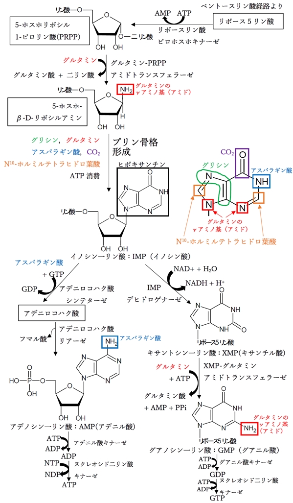 プリン塩基,ヌクレオチドのデノボ合成経路,原料,アミノ酸